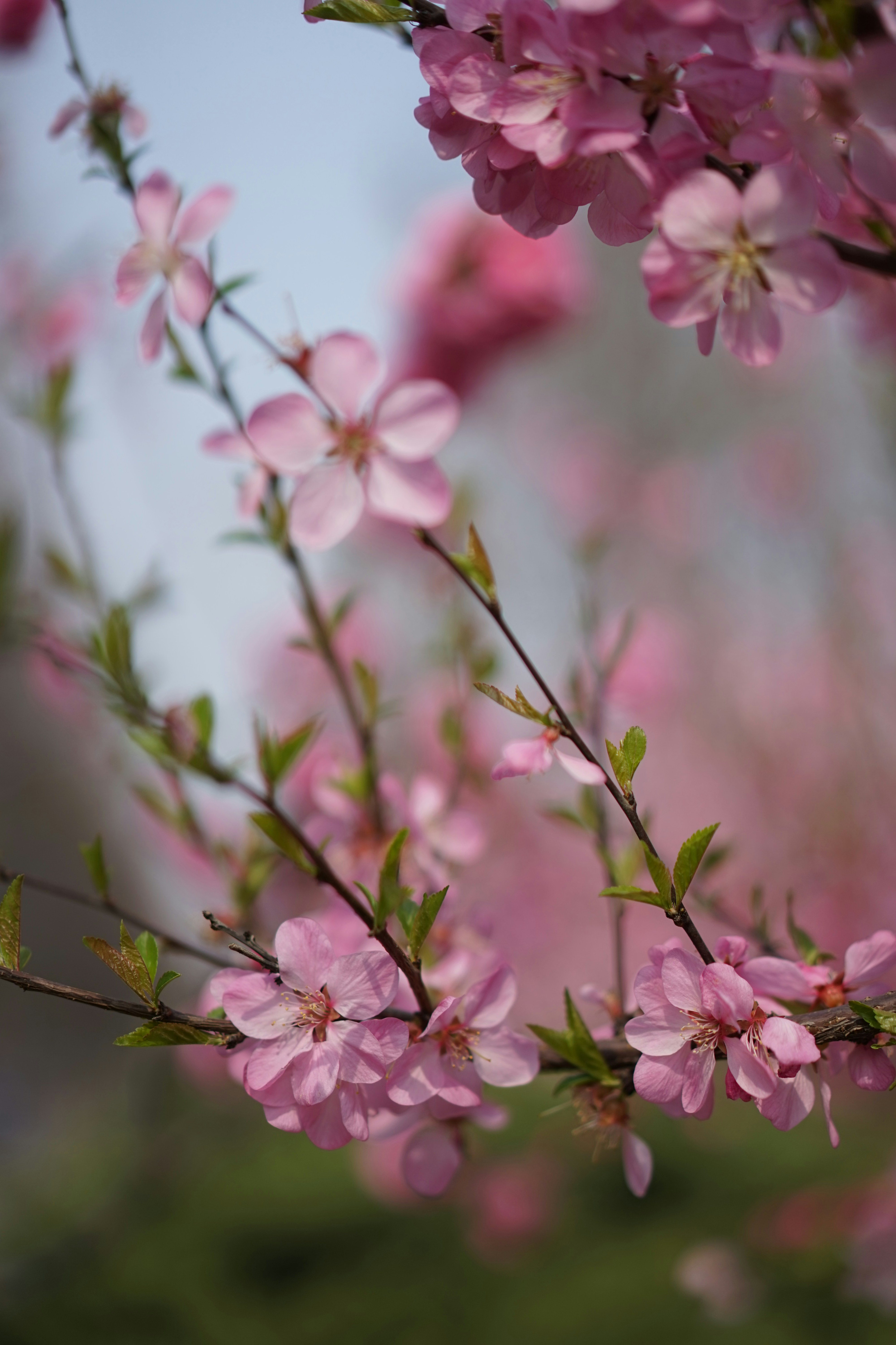 Photo by xiaoyulifish