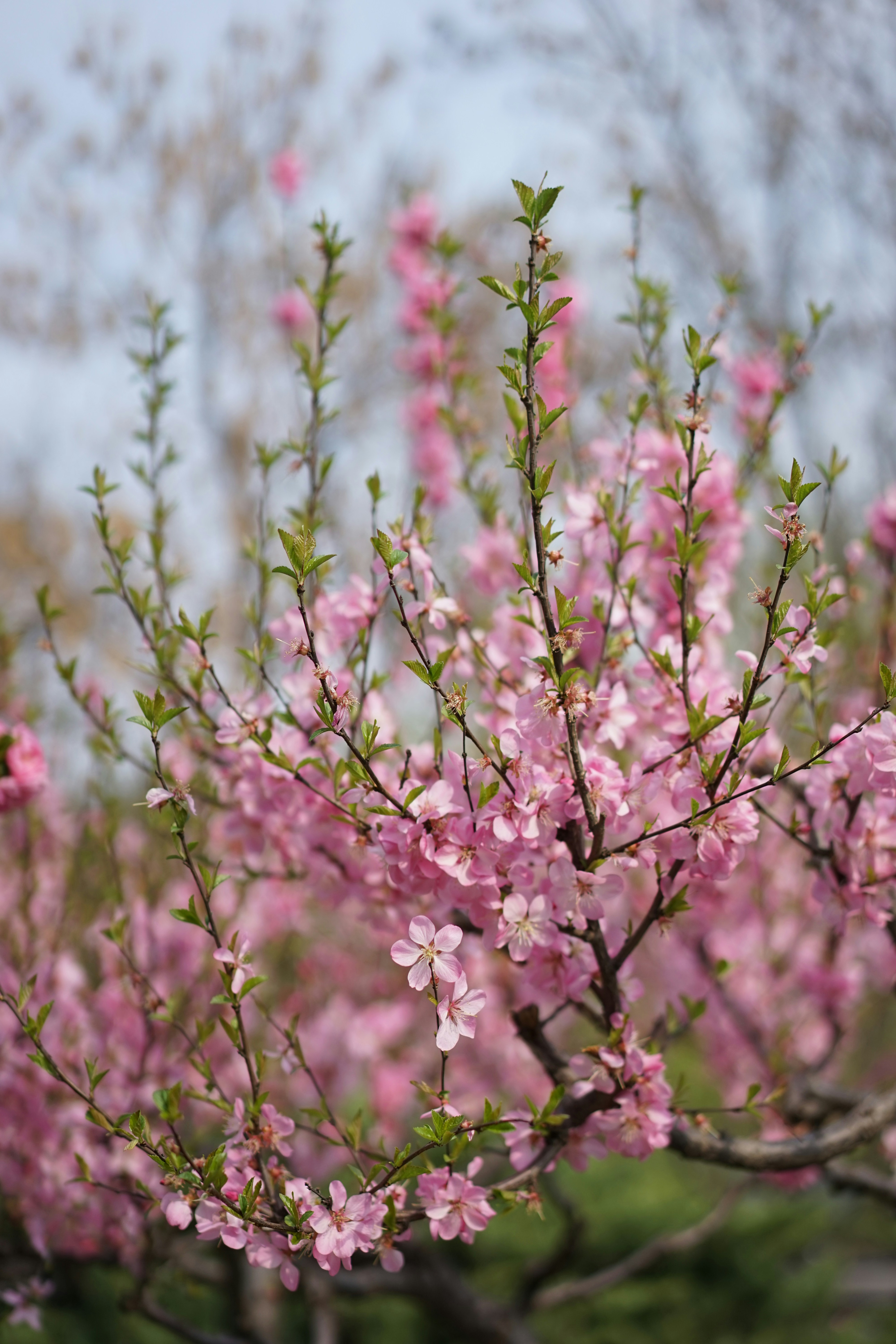 Photo by xiaoyulifish