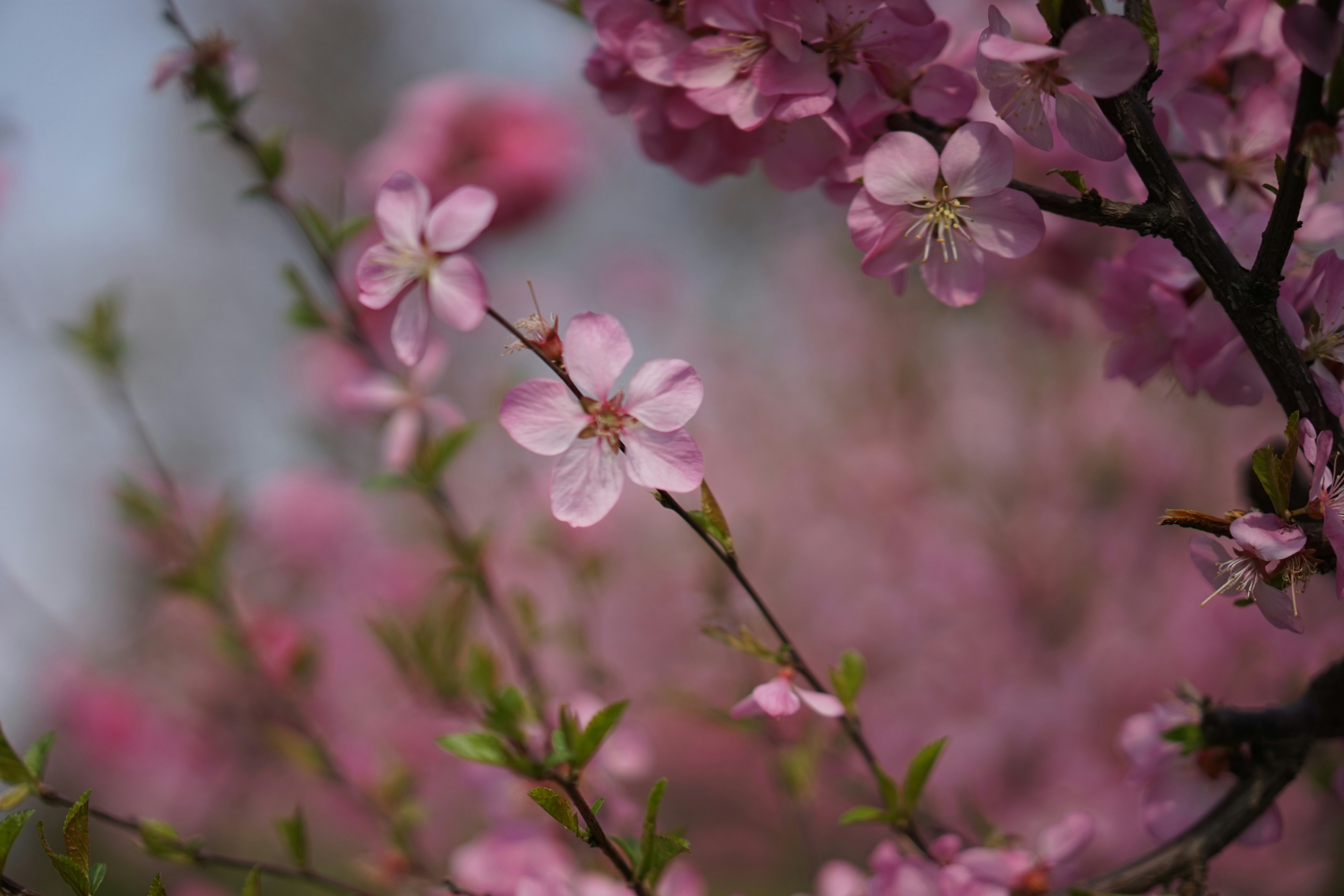 Photo by xiaoyulifish