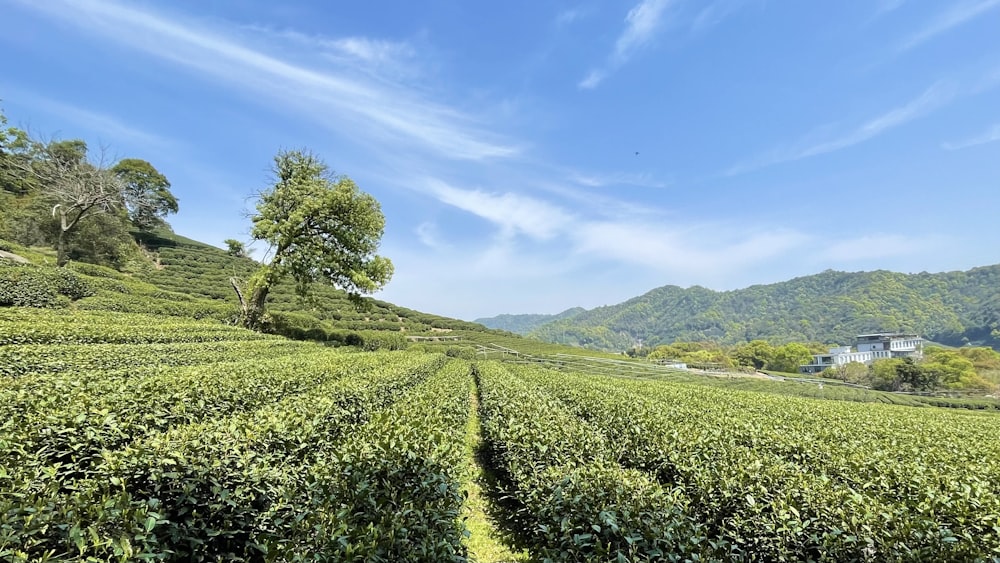 a field of tea plants with a house in the background