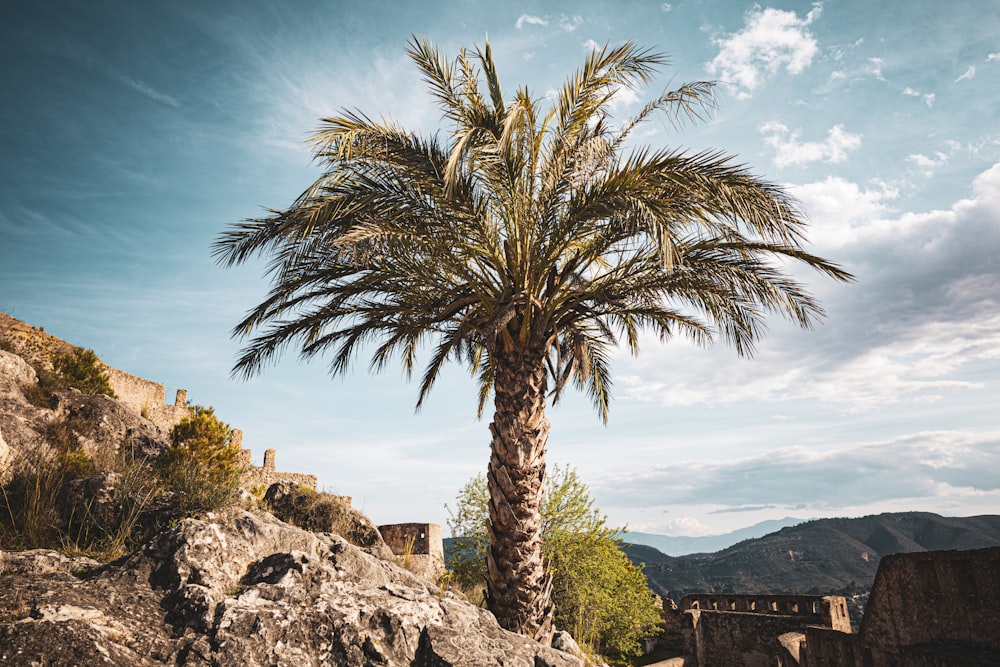 a palm tree in the middle of a rocky area