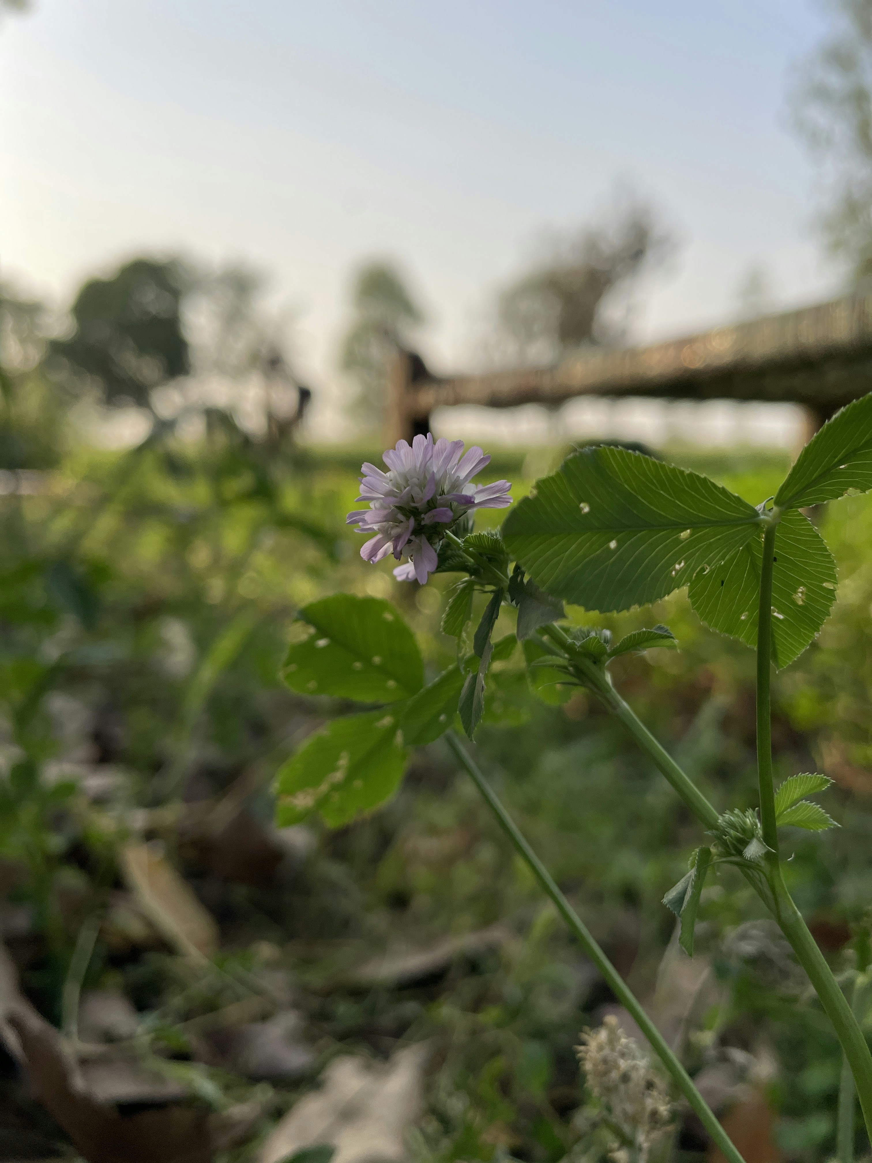 A small purple flower sitting on top of a lush green field photo – Free ...