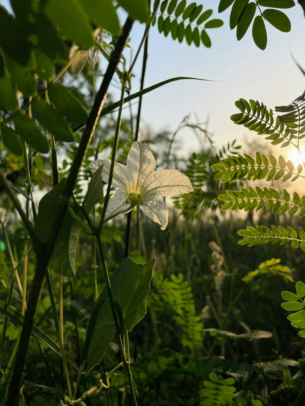 the sun shines through the leaves of a plant