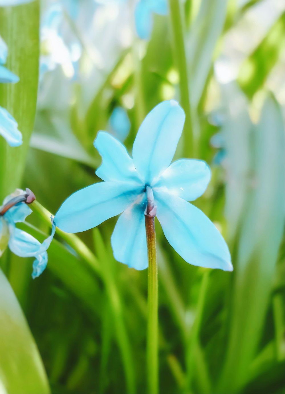 a close up of a blue flower with green leaves