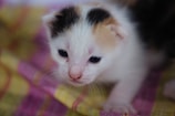A small white kitten with patches of black and orange fur is lying on a colorful blanket. The kitten has large blue eyes and a gentle expression. The blanket features a checkered pattern with pink and yellow colors.