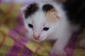 A small white kitten with patches of black and orange fur is lying on a colorful blanket. The kitten has large blue eyes and a gentle expression. The blanket features a checkered pattern with pink and yellow colors.