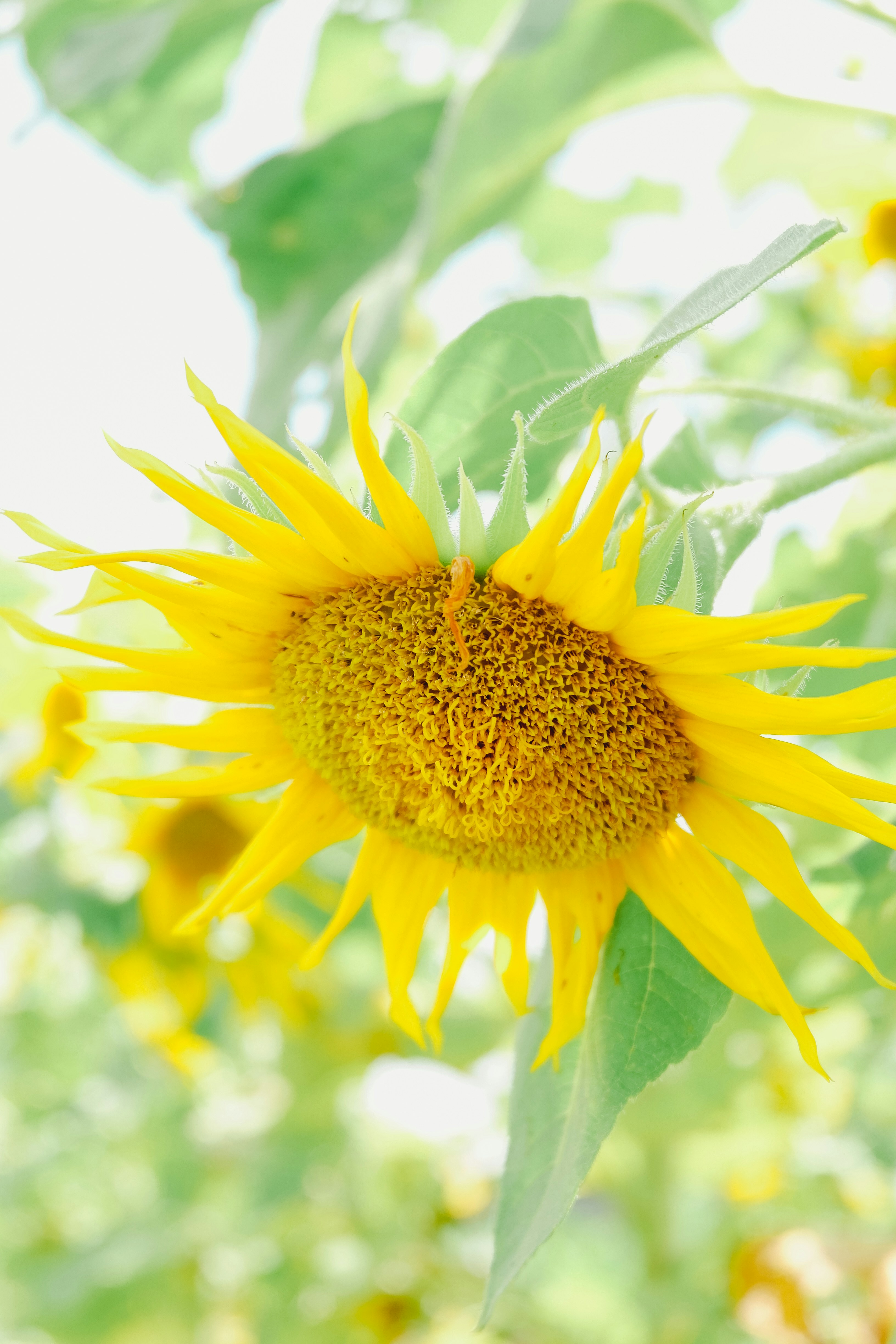 a large sunflower is blooming in a field