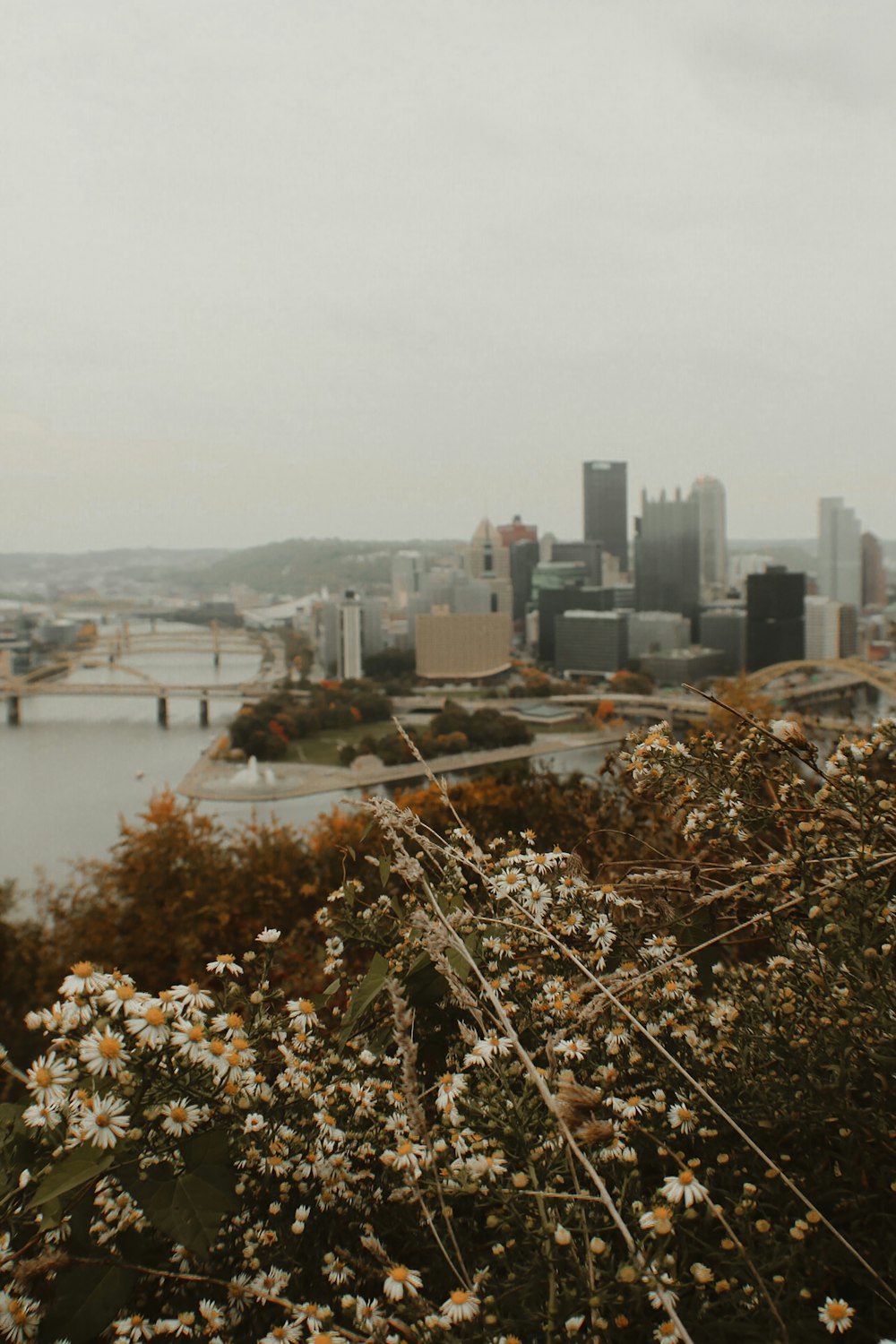 Una vista de una ciudad desde una colina con margaritas en primer plano