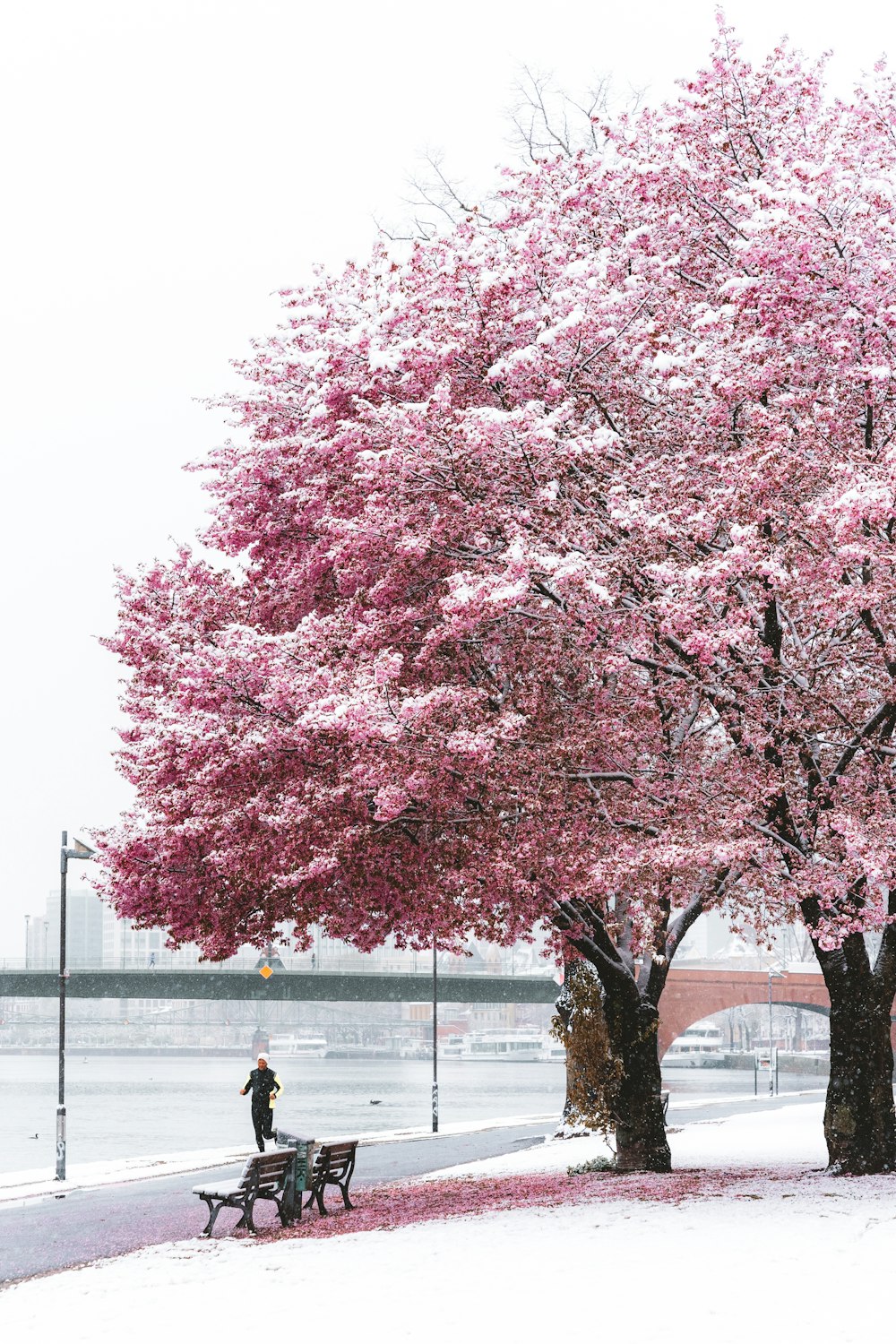 a person walking a dog on a snowy day