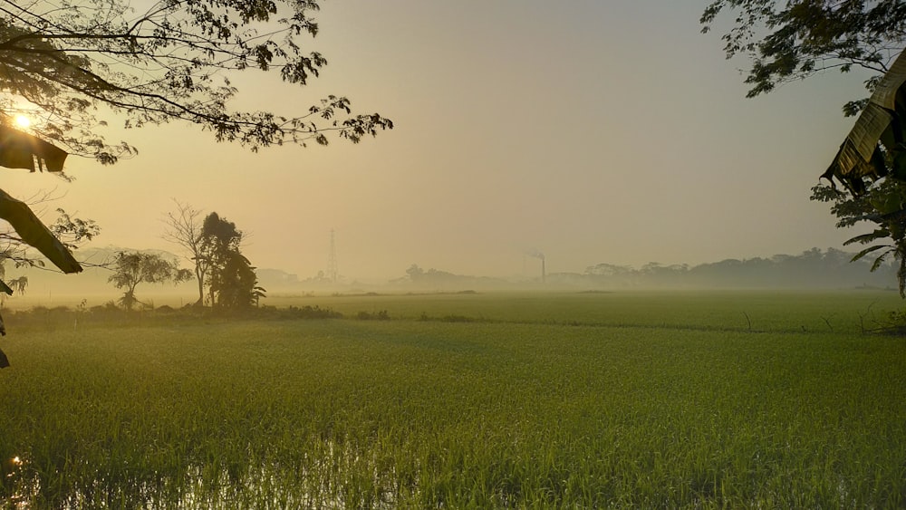 a foggy field with a windmill in the distance