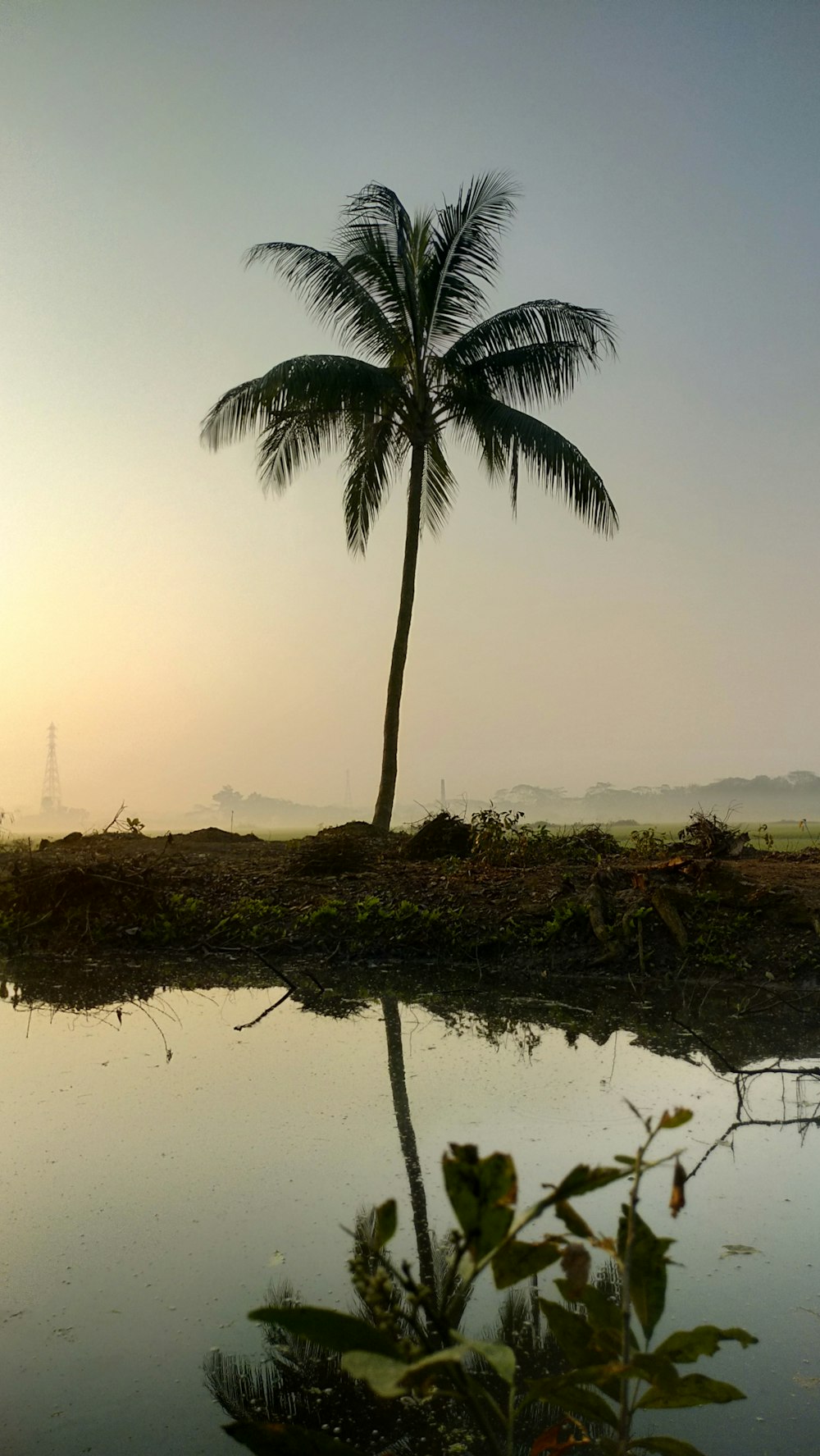 a palm tree sitting next to a body of water