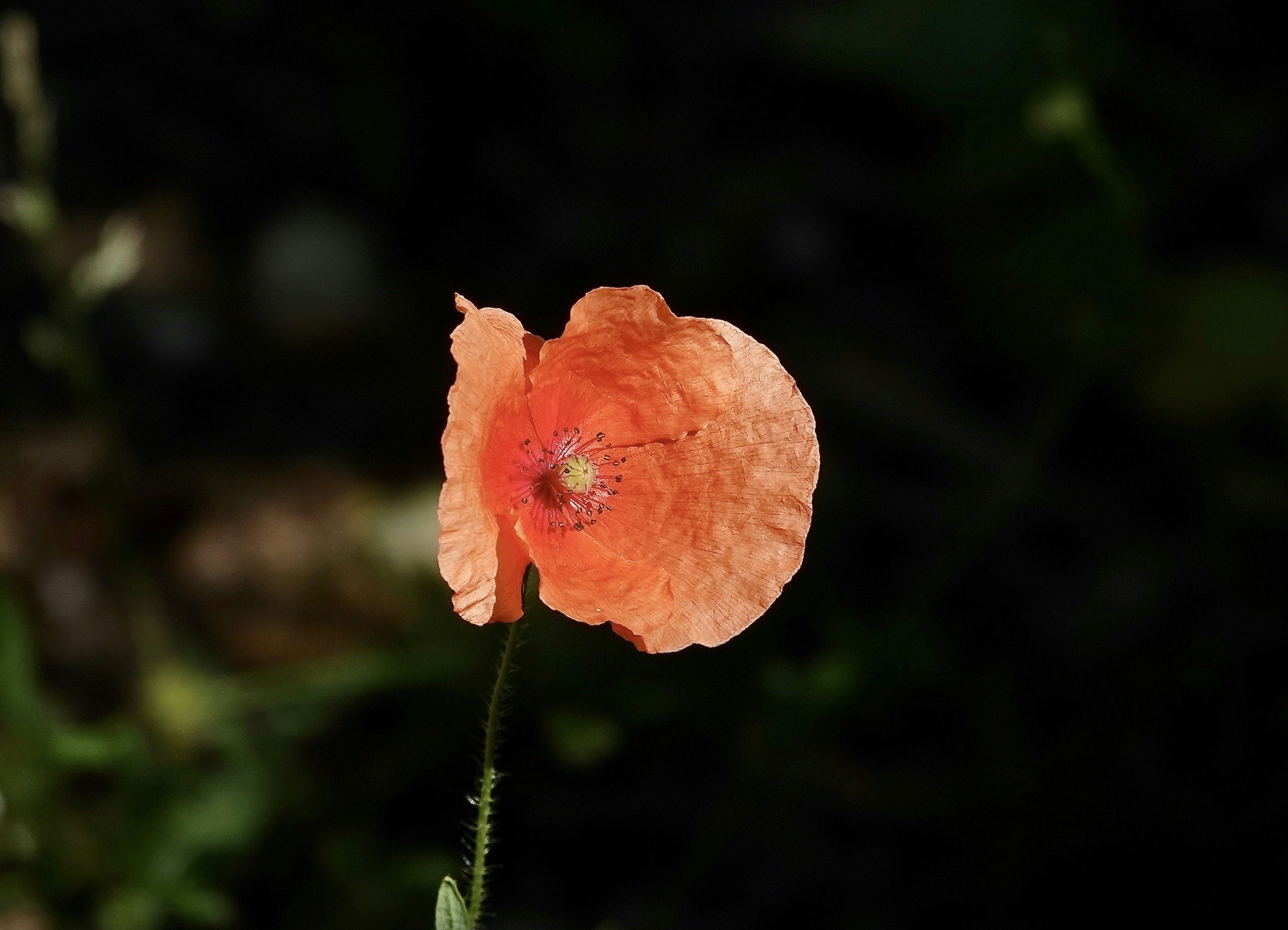 Photo by nythfran