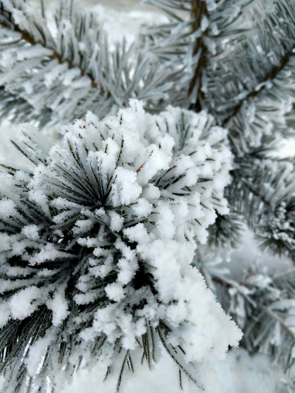 a close up of a pine tree covered in snow