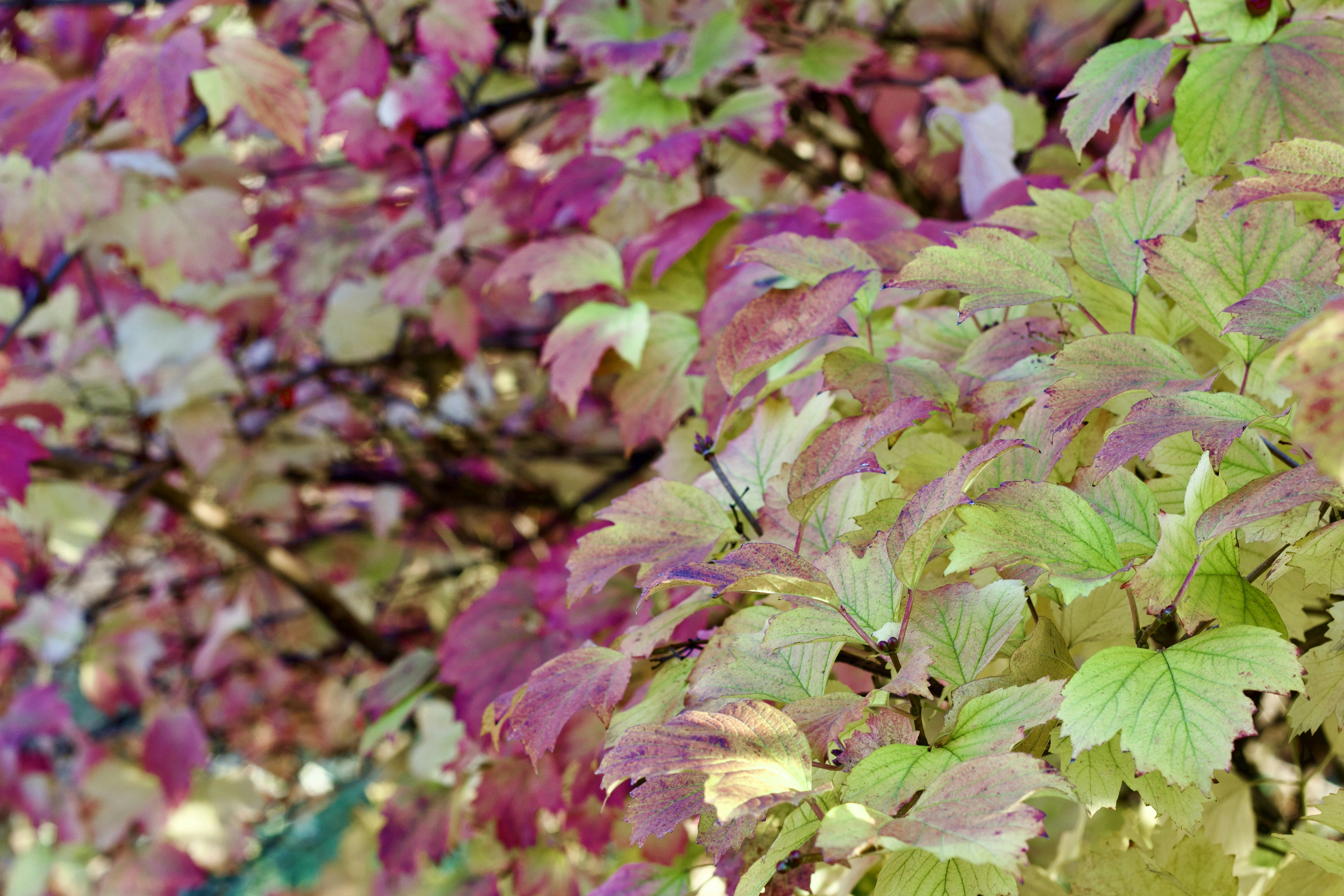 Photo by eleonoramir