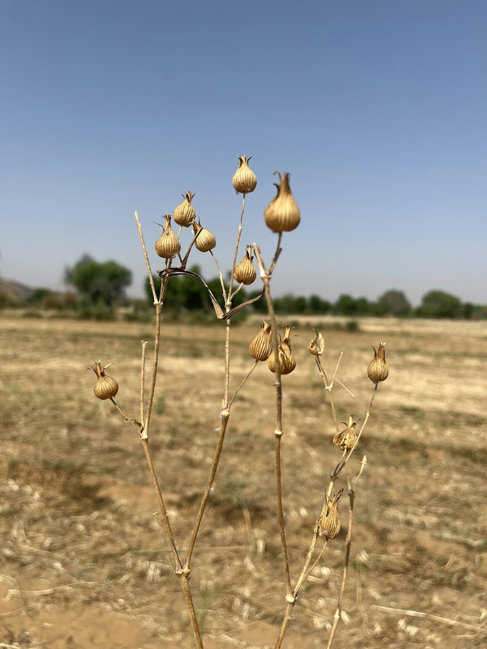 a close up of a plant in a field