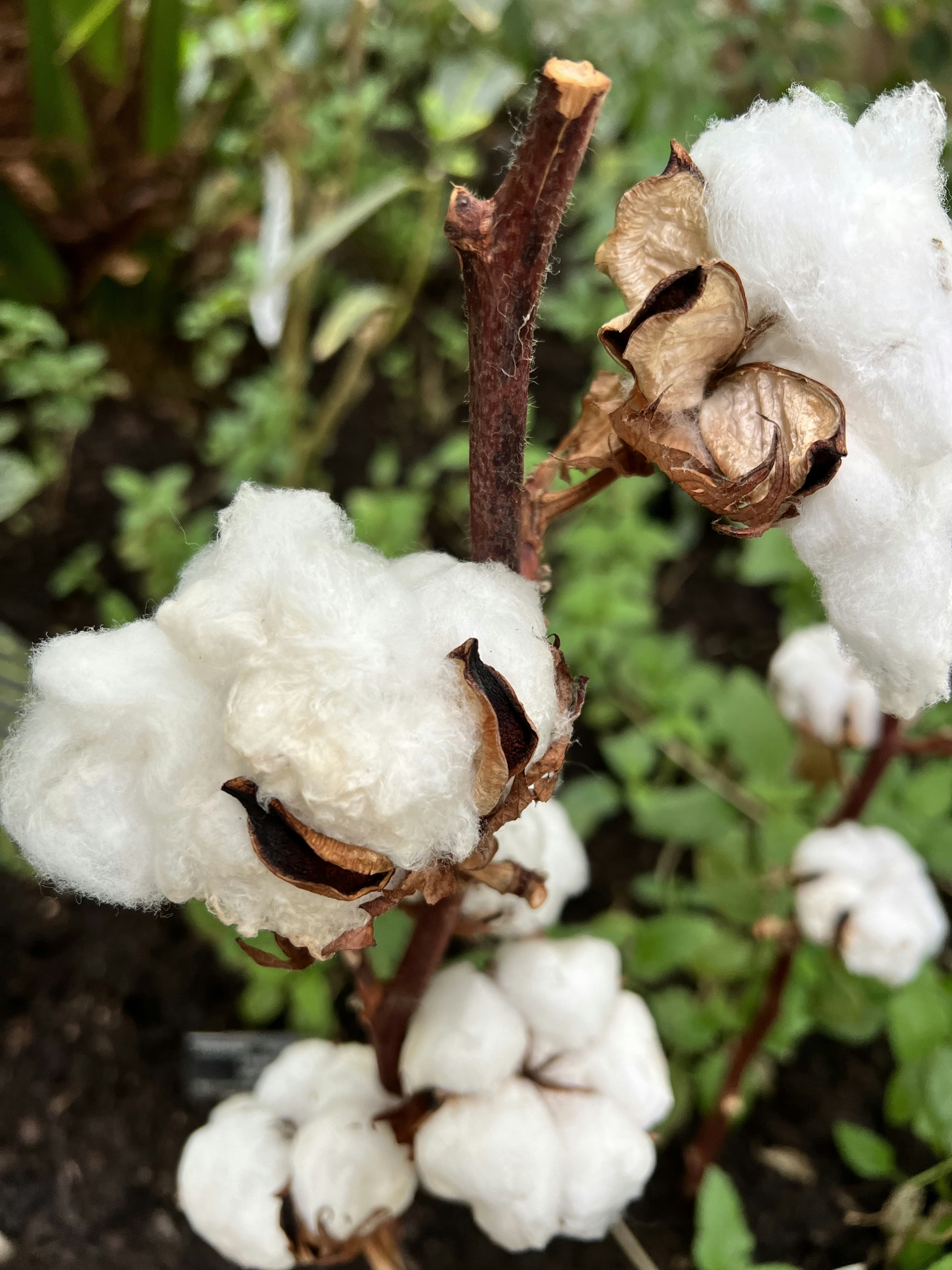 Un primer plano de una planta de algodón en un jardín