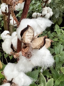 Cotton bolls on a plant, with fluffy white fibers emerging from dried brown shells. The background features green leaves, indicating a natural environment.