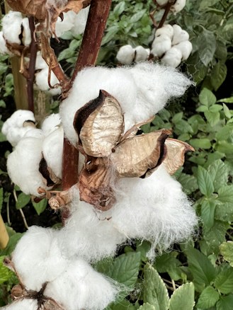 Cotton bolls on a plant, with fluffy white fibers emerging from dried brown shells. The background features green leaves, indicating a natural environment.