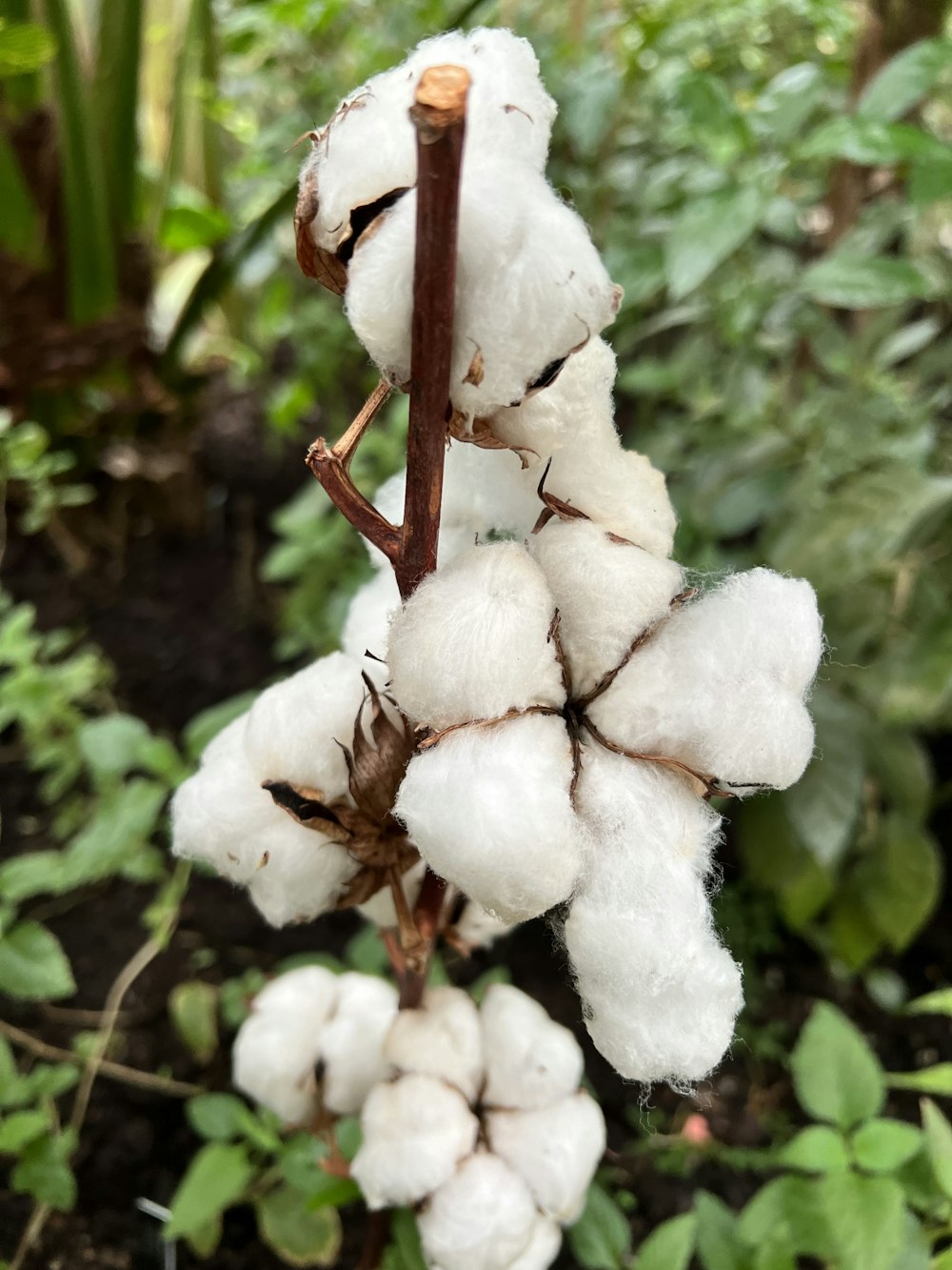 a close up of a cotton plant in a garden