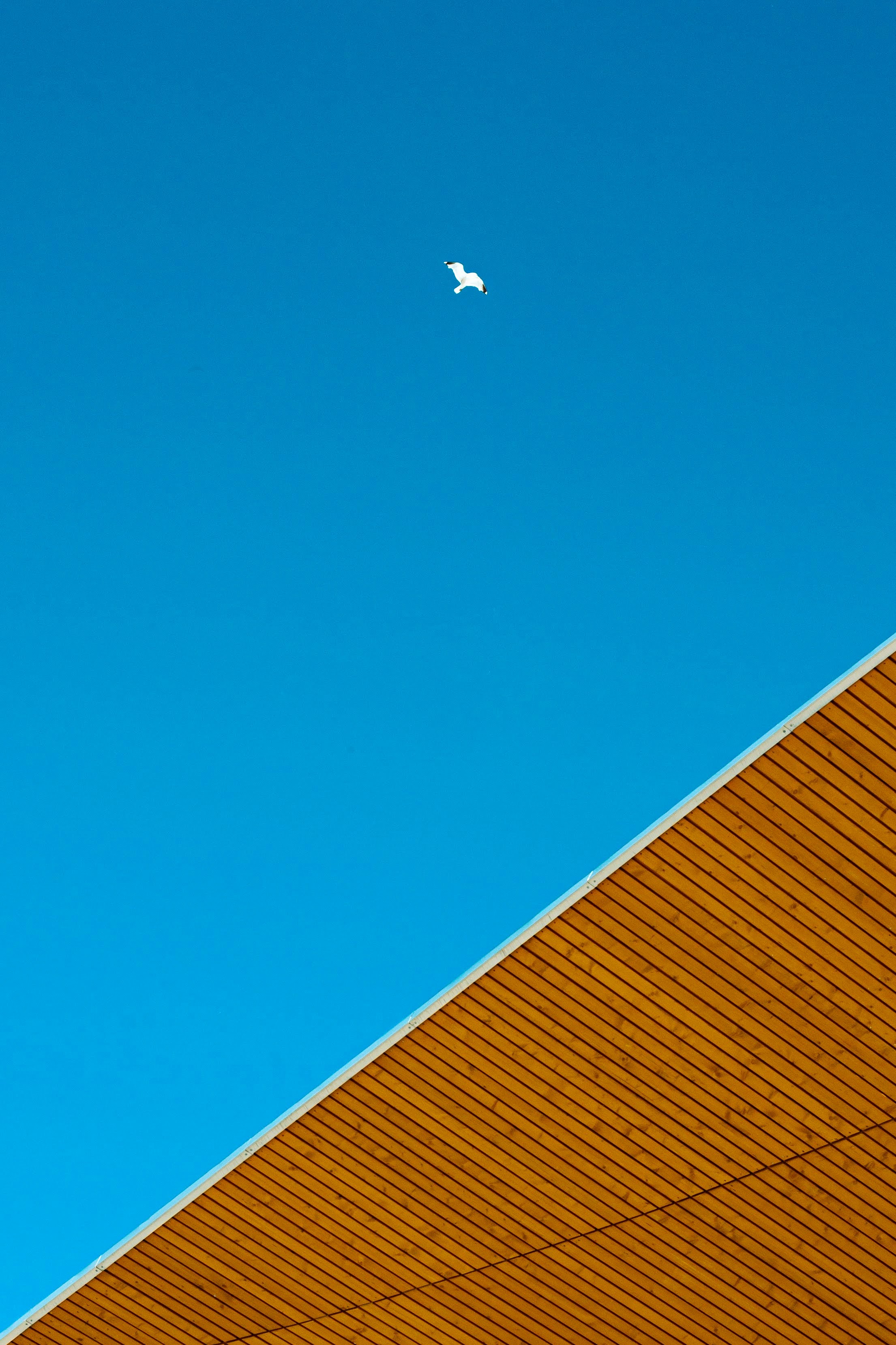 a white bird flying in a blue sky