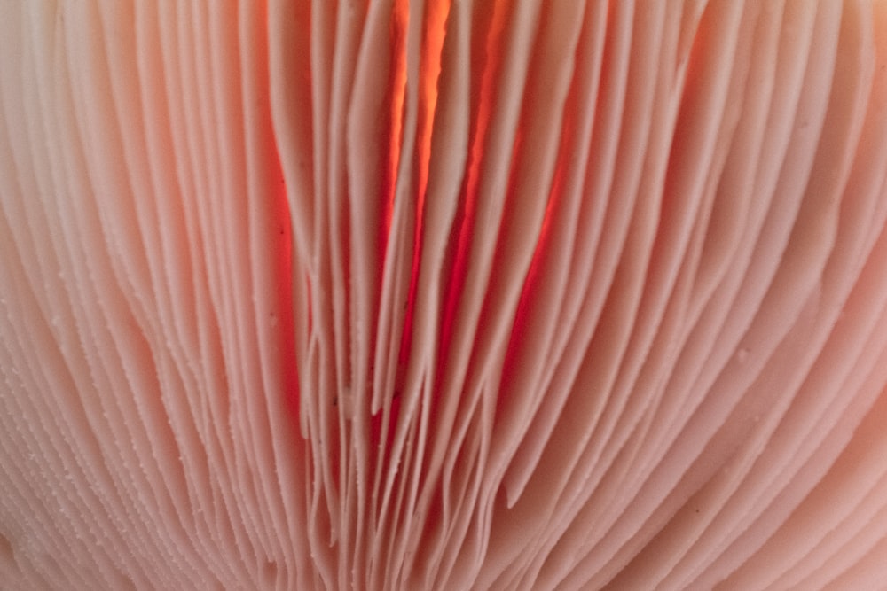 a close up view of a pink book