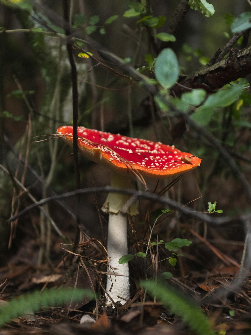 a red and white mushroom in the woods