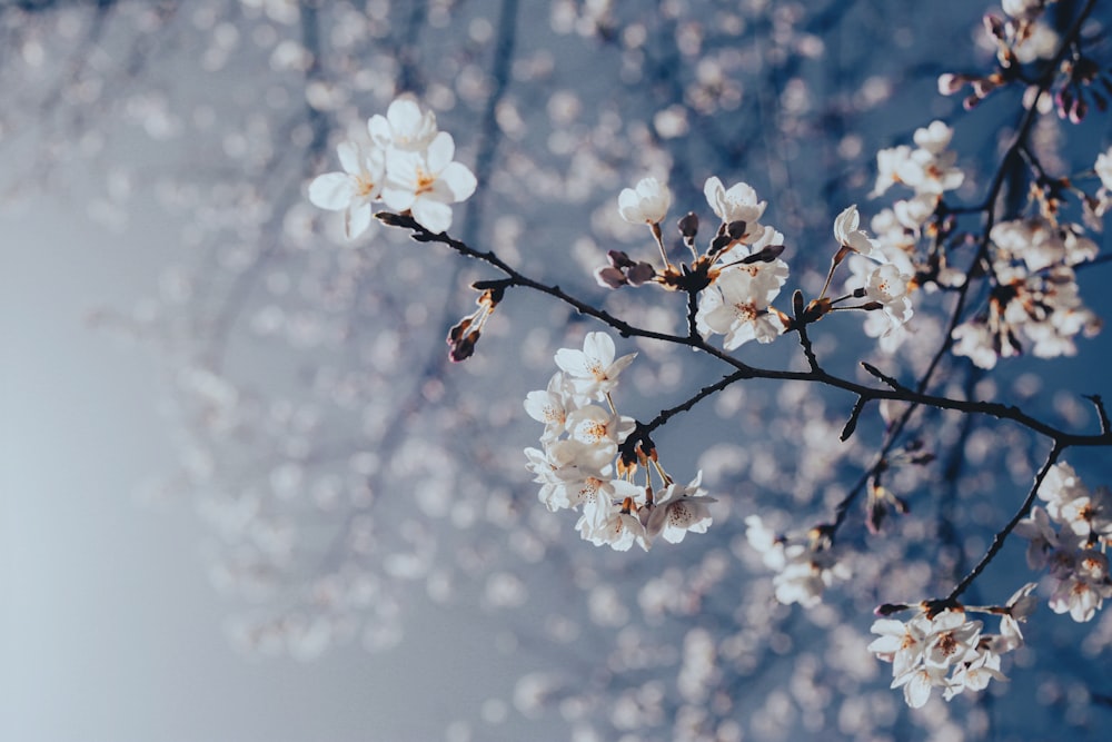 a branch of a tree with white flowers