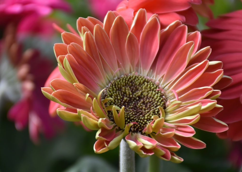 a close up of a pink and yellow flower