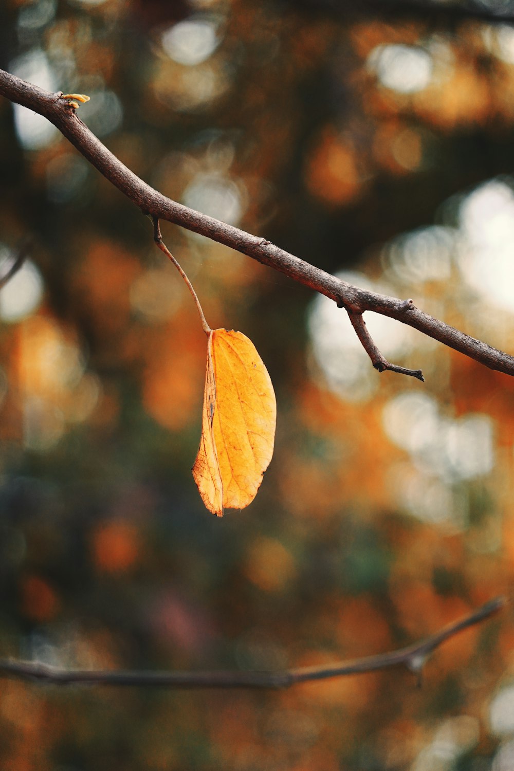 a leaf is hanging from a tree branch