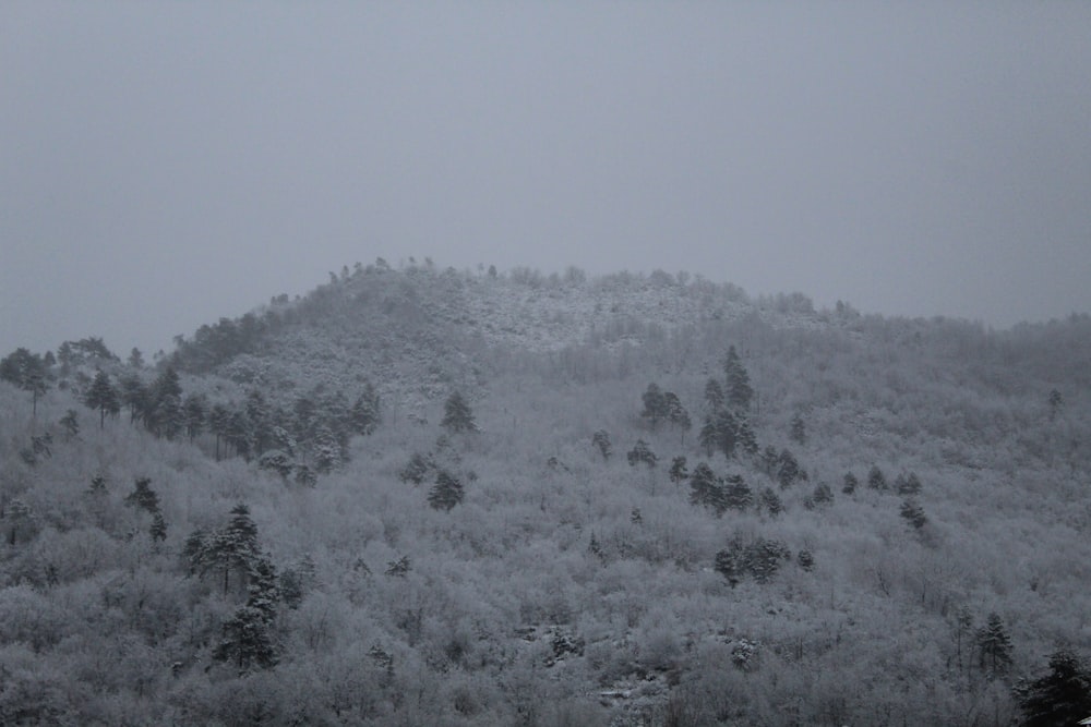a snowy mountain covered in lots of trees