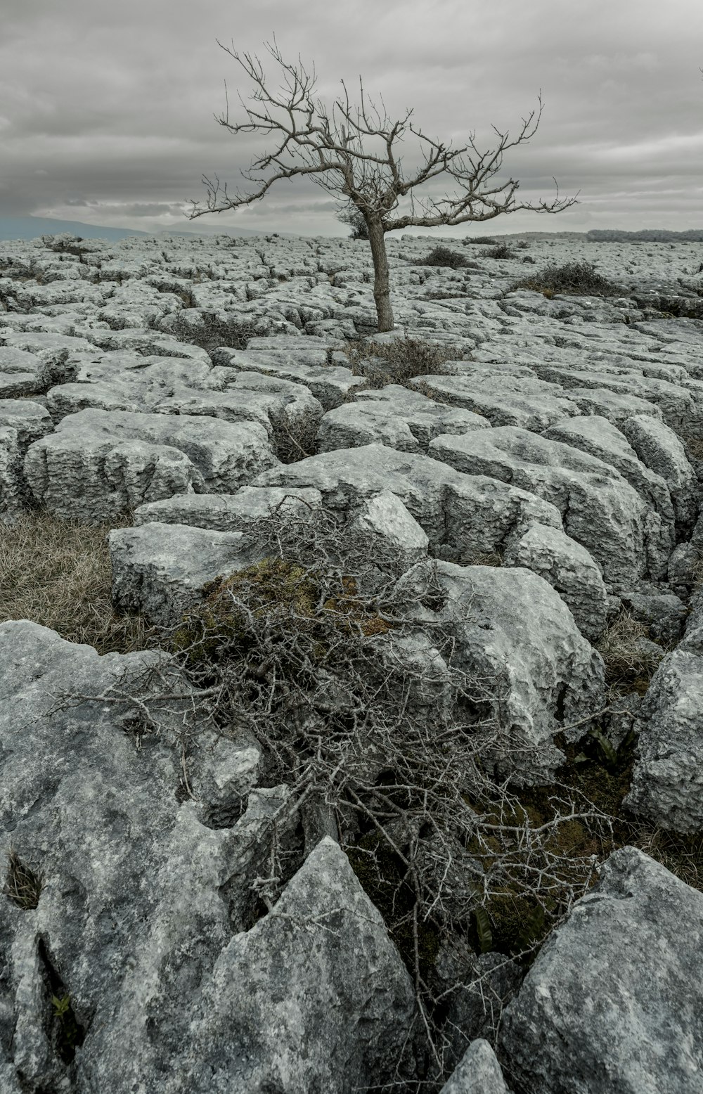 a lone tree in the middle of a rocky field