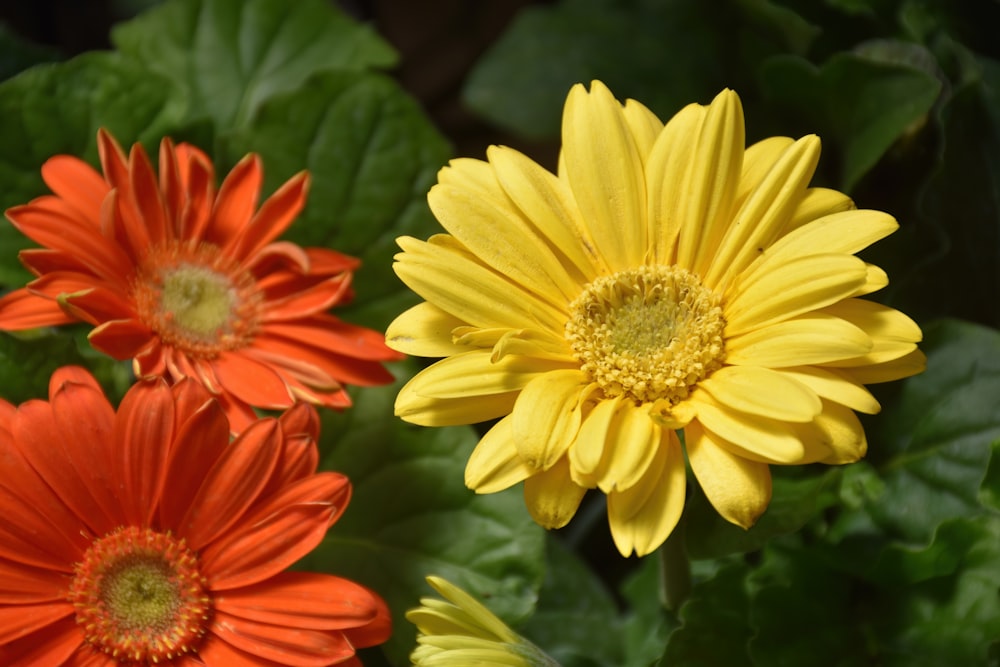 a close up of three different colored flowers