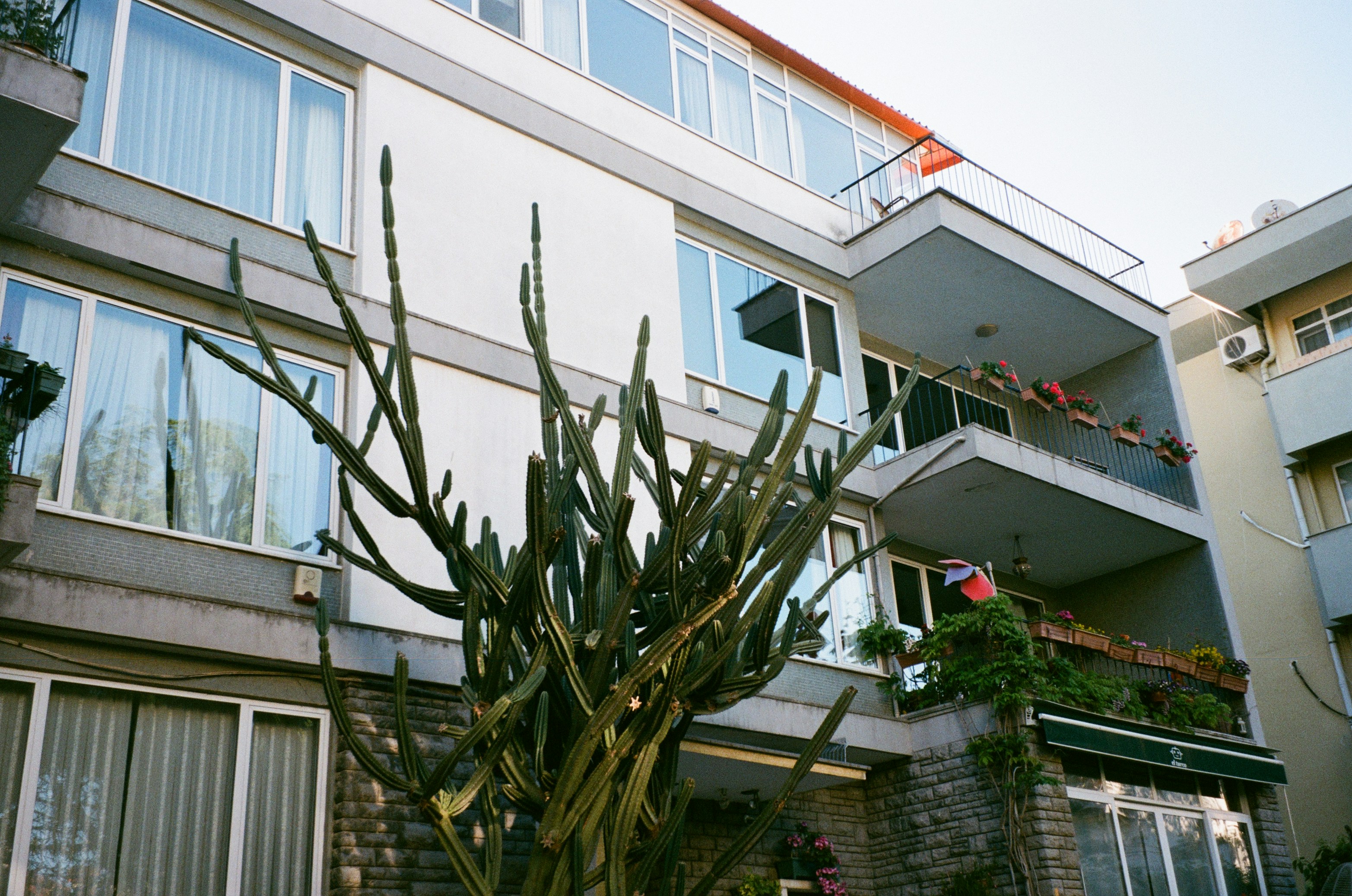 a cactus in front of a building with balconies
