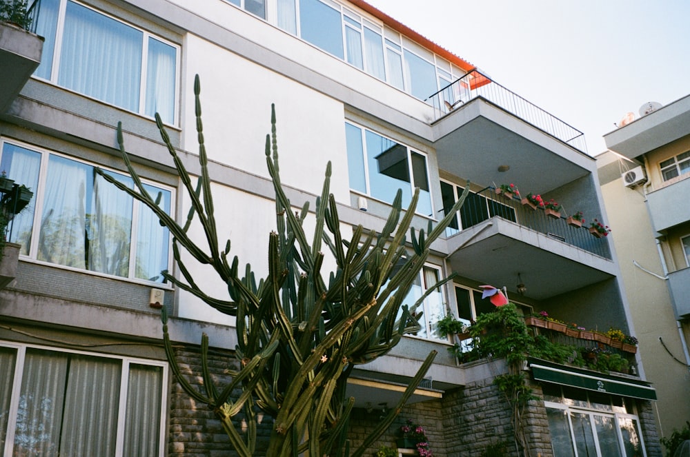 a cactus in front of a building with balconies