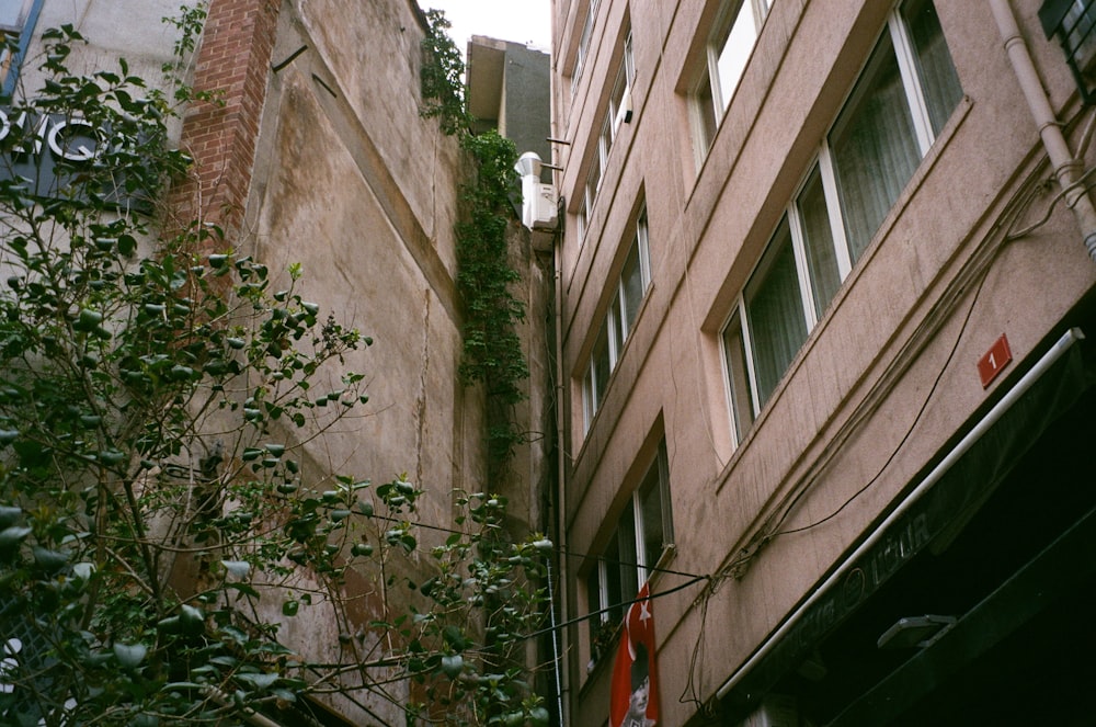 a tall building with vines growing up the side of it