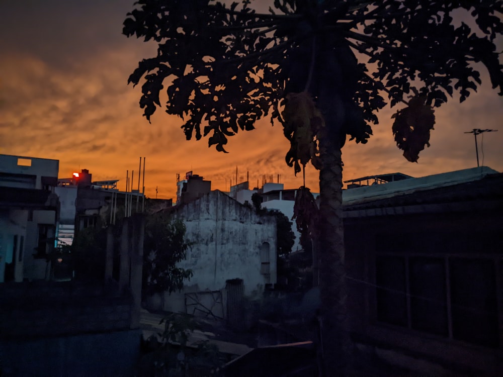 a tree in front of a building with a sunset in the background