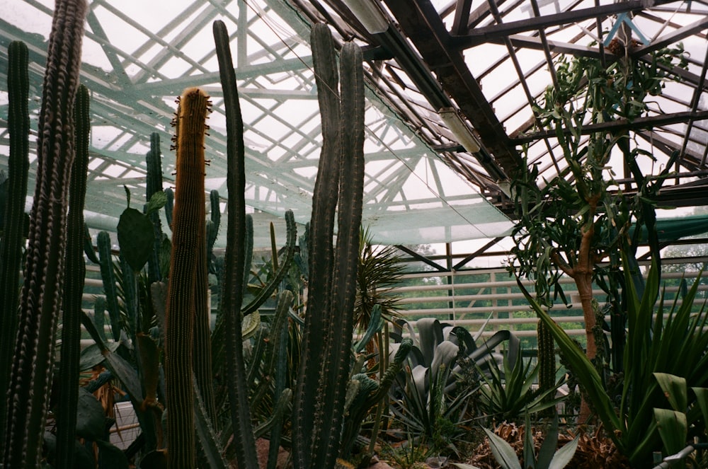 a greenhouse filled with lots of green plants