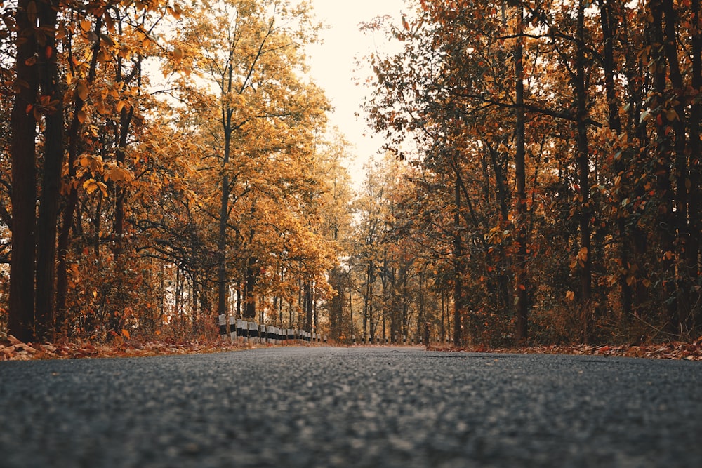 a bench sitting on the side of a road surrounded by trees