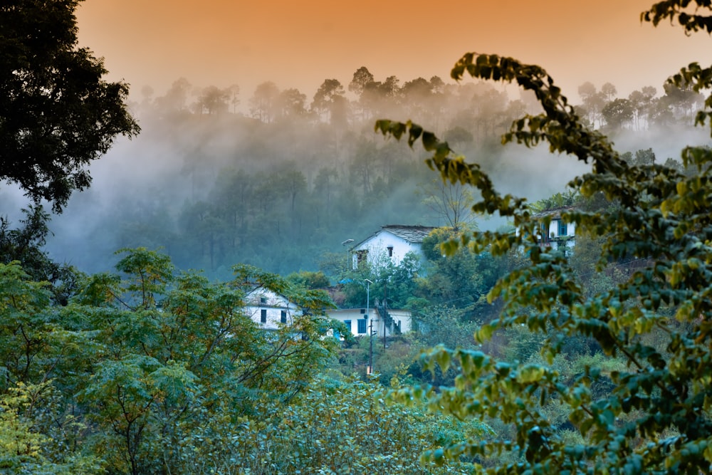 a house in the middle of a forest