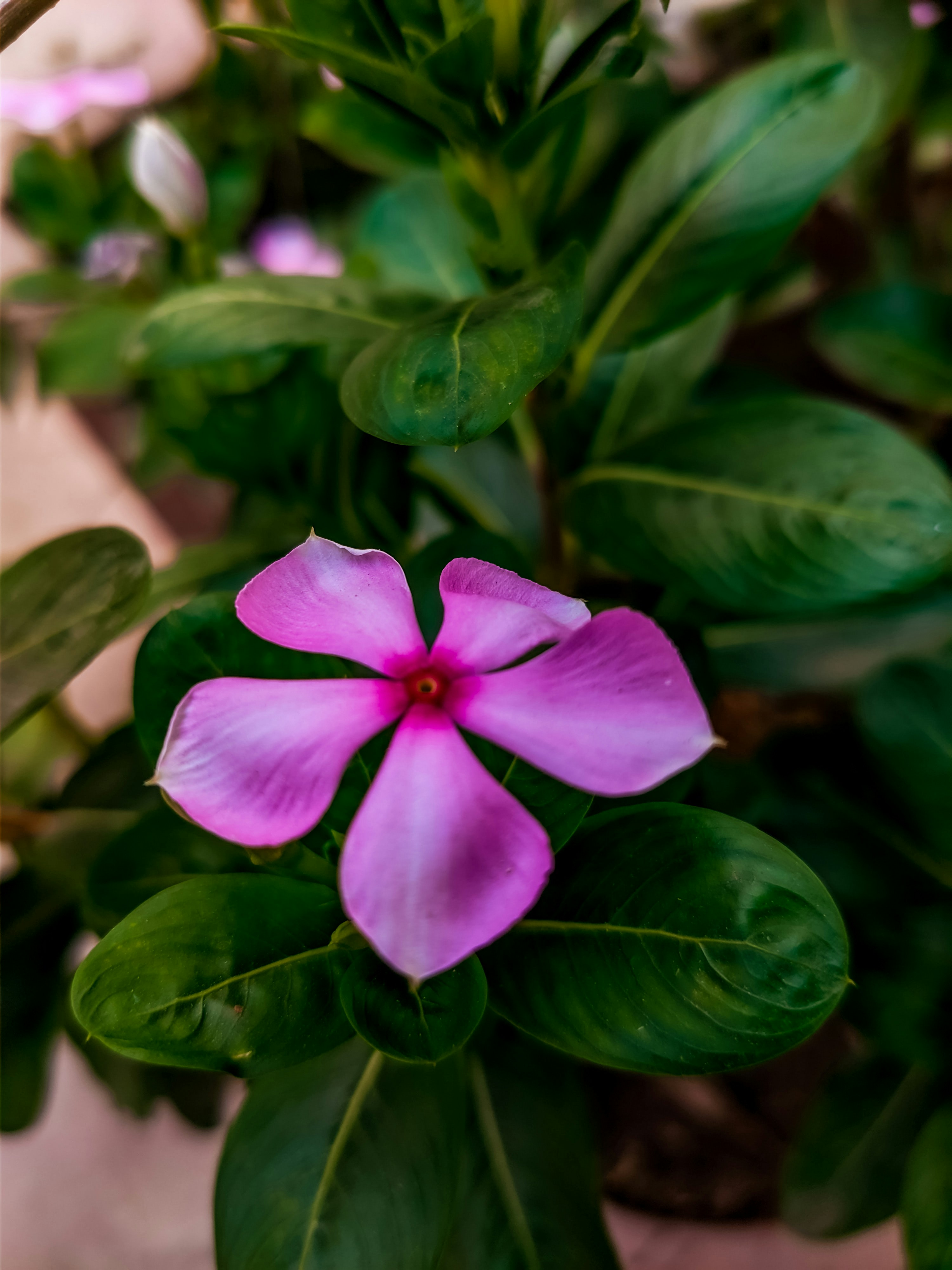 Photo by ranjanaphotography