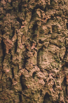 Vertical close-up of a textured tree bark with intricate patterns.