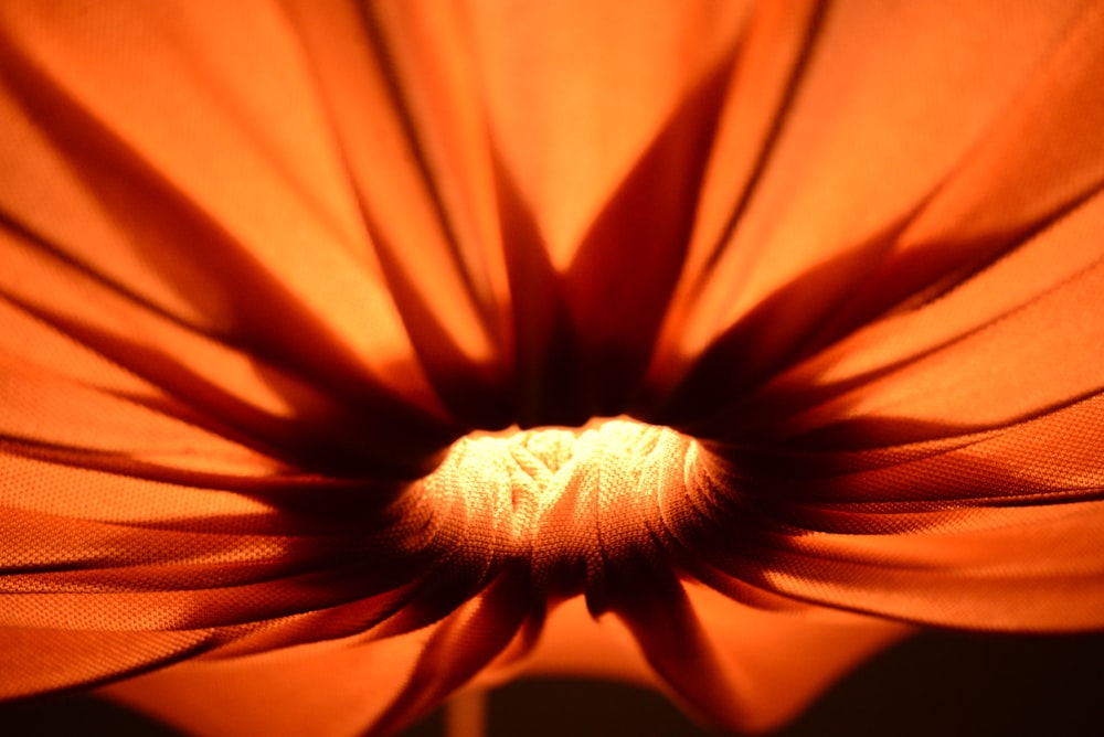 a close up of a large orange flower