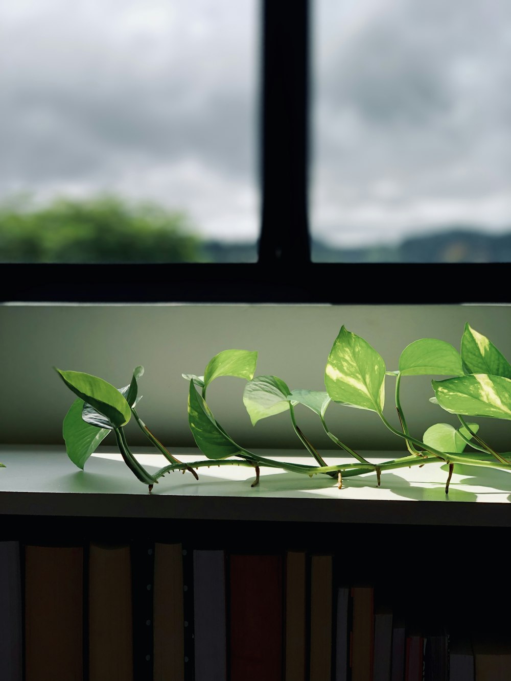 un alféizar de la ventana con una planta que crece fuera de él