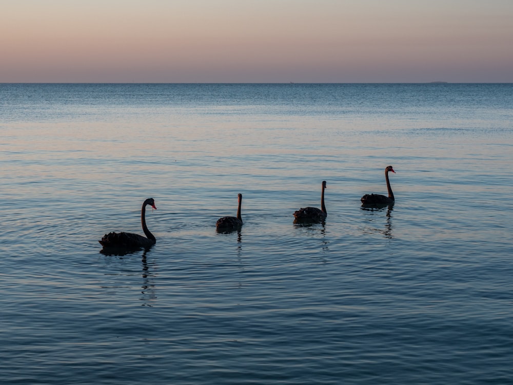 three black swans swimming in the ocean at sunset