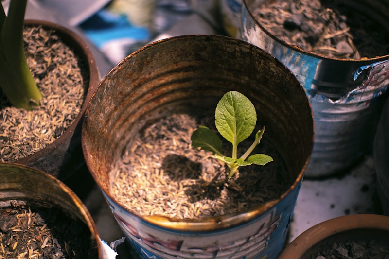 観葉植物の土にカビが生える原因と対策｜白カビの正体と除去方法