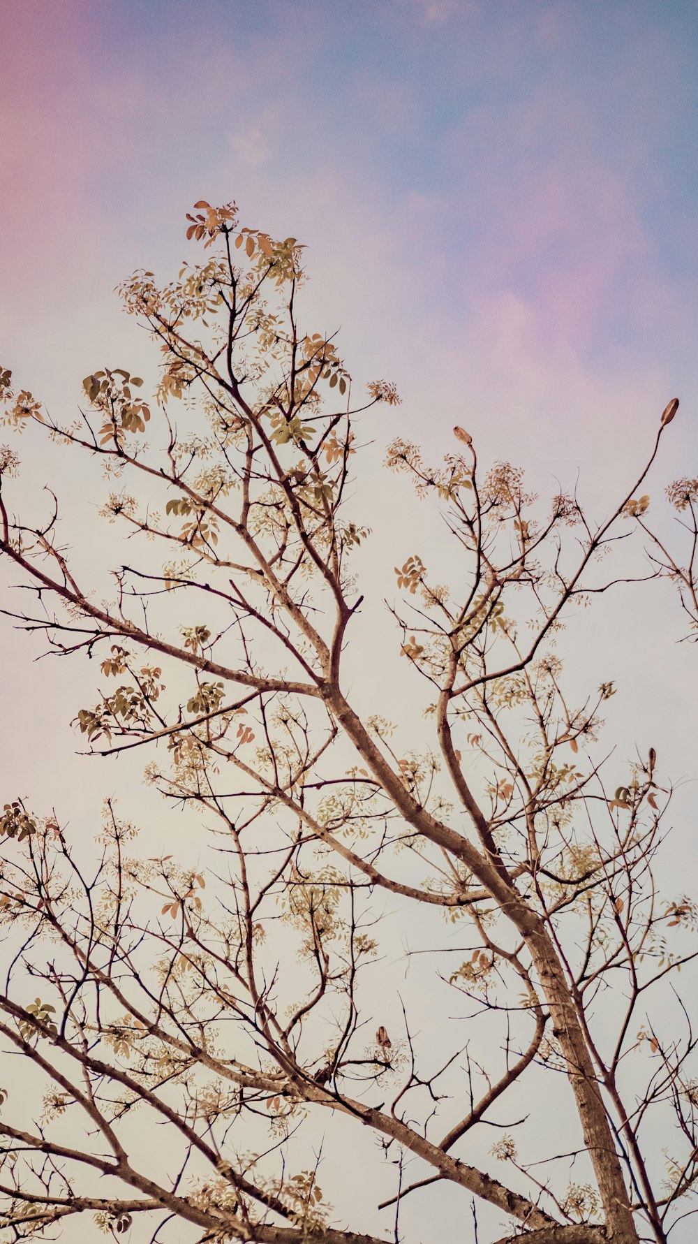 a tree with no leaves and no leaves on it