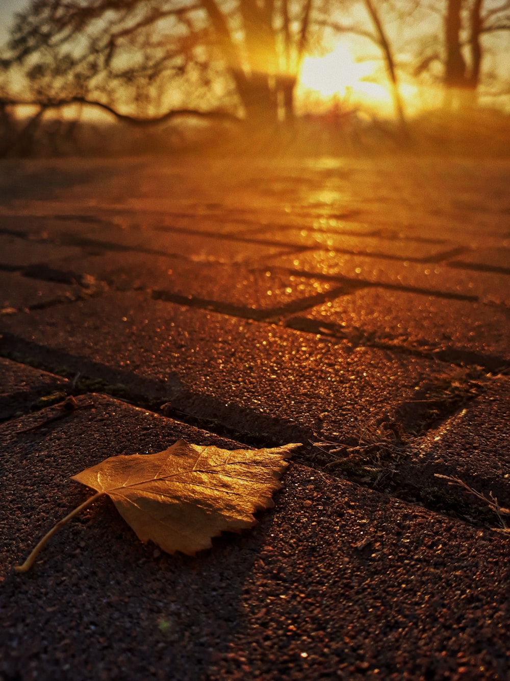 a leaf laying on the ground in front of the sun