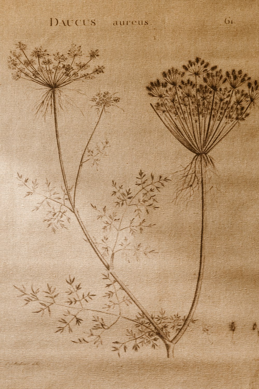 a drawing of a dandelion plant on a piece of paper