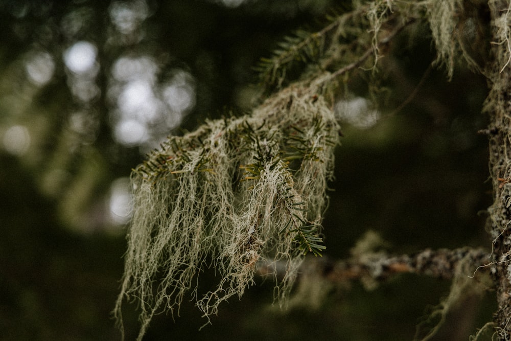 a close up of moss growing on a tree