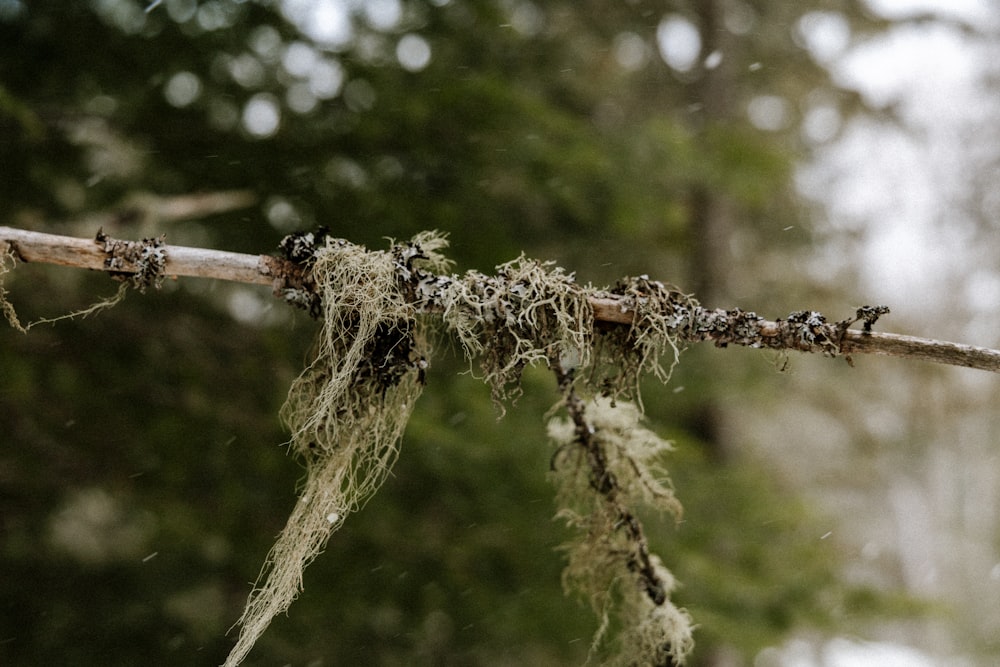 a branch with moss growing on it in the woods